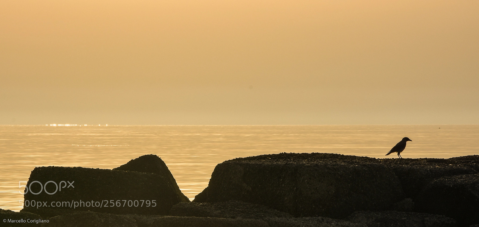 Nikon D7200 sample photo. Silent seagull photography