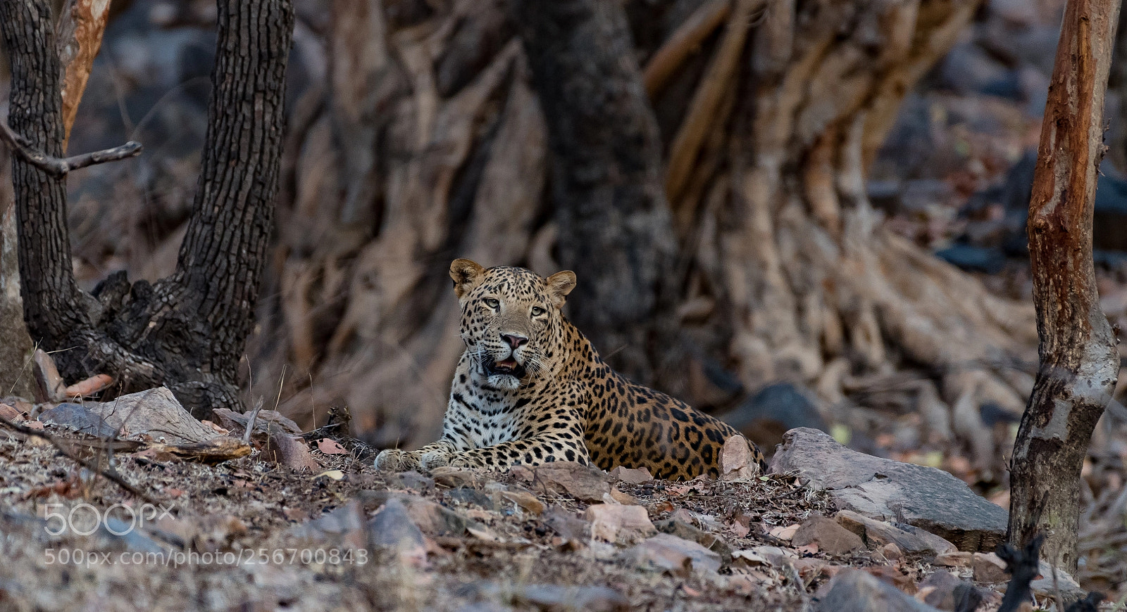 Nikon D750 sample photo. Lazy afternoon at ranthambore photography