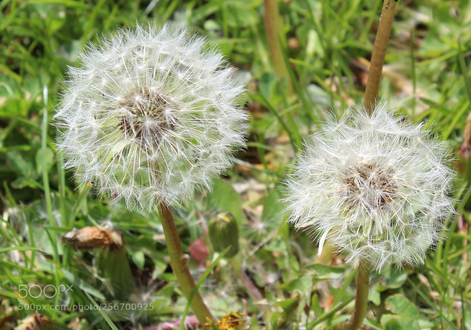 Canon EOS 1300D (EOS Rebel T6 / EOS Kiss X80) sample photo. Img photography