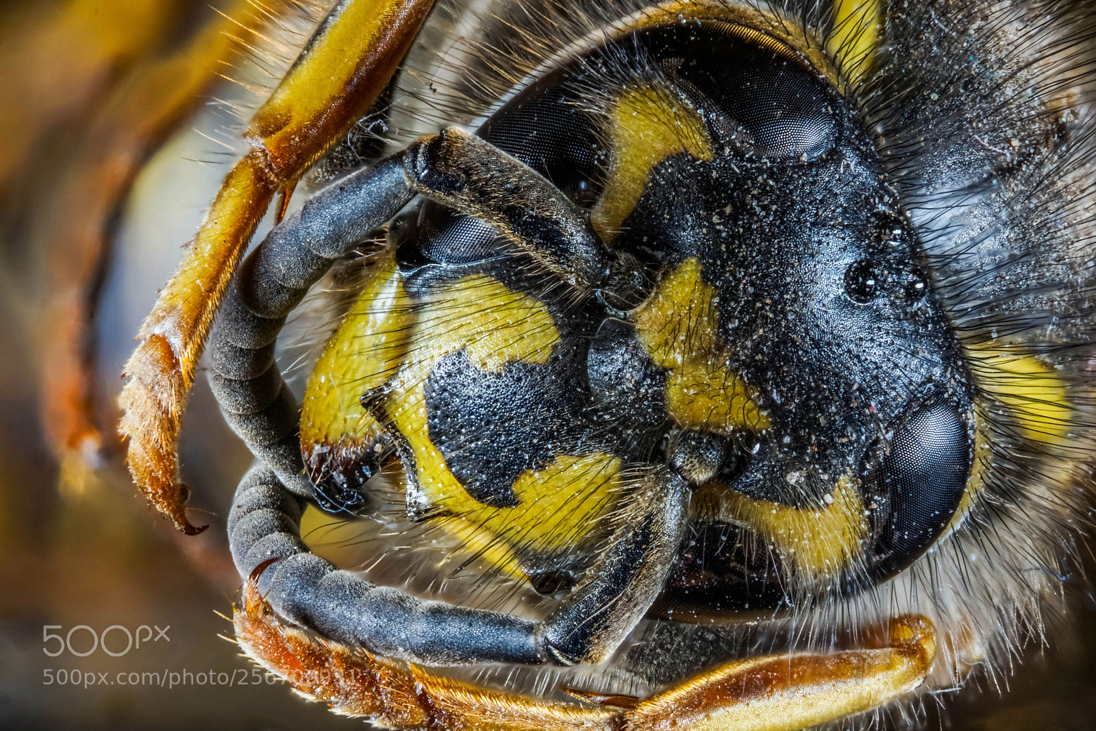 Sony a6000 sample photo. Dead wasp photography