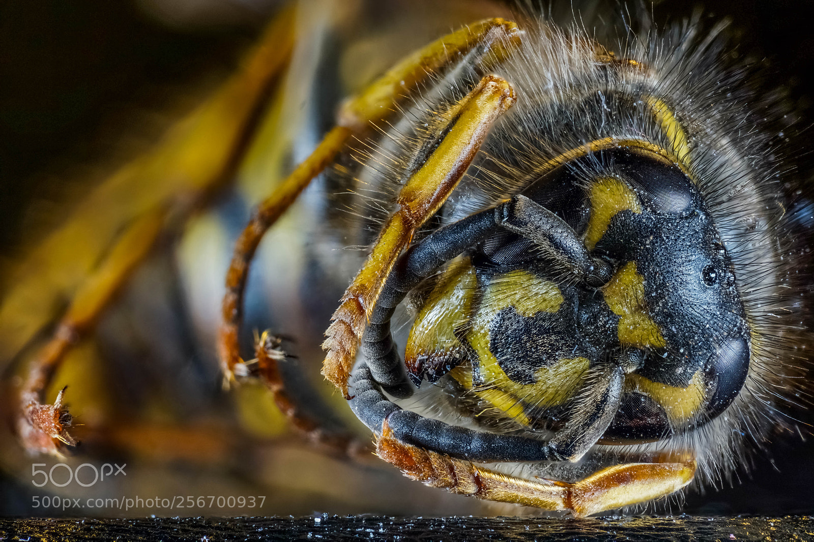 Sony a6000 sample photo. Dead wasp photography