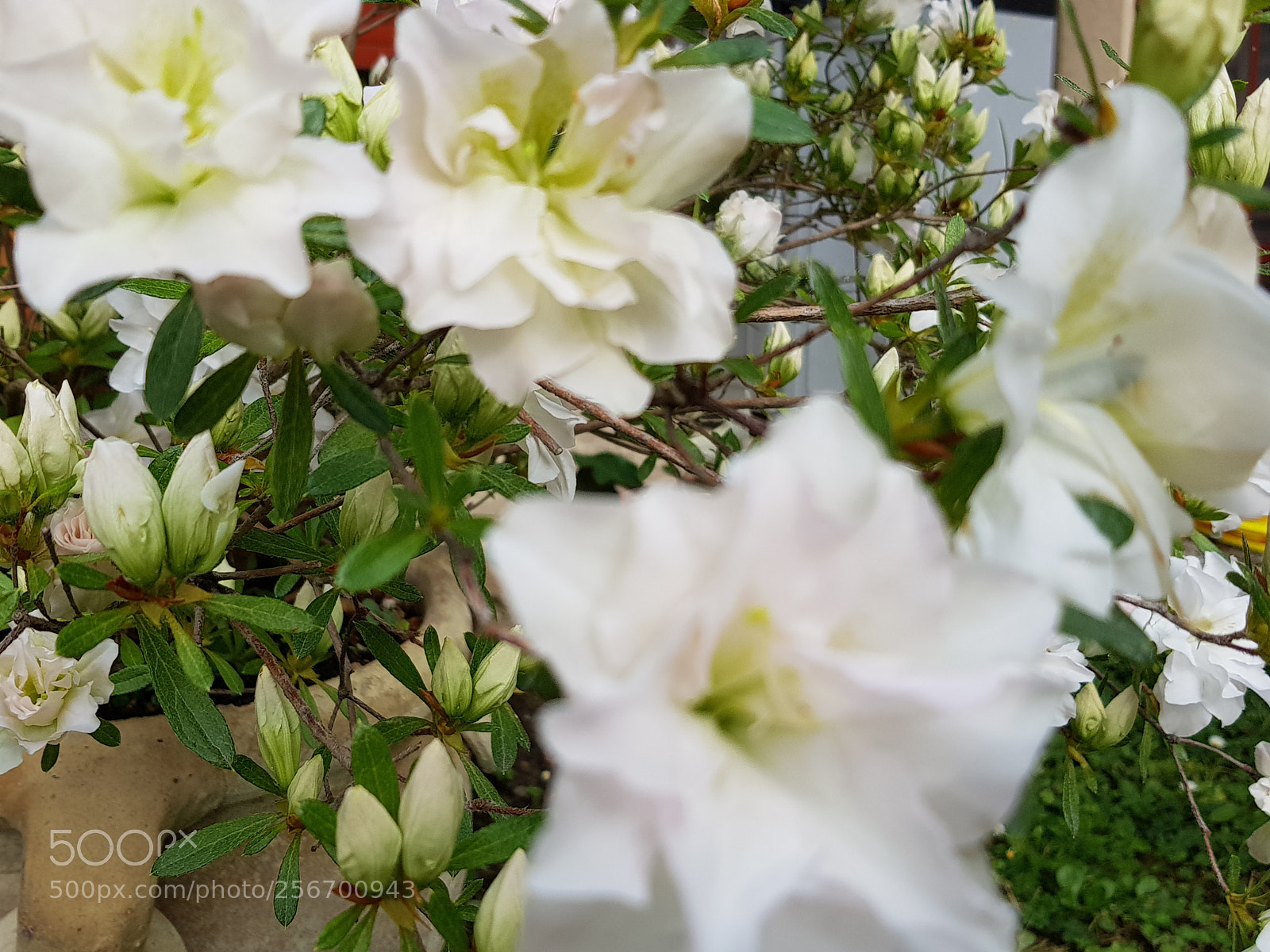Samsung Galaxy S8 sample photo. Untitled photography