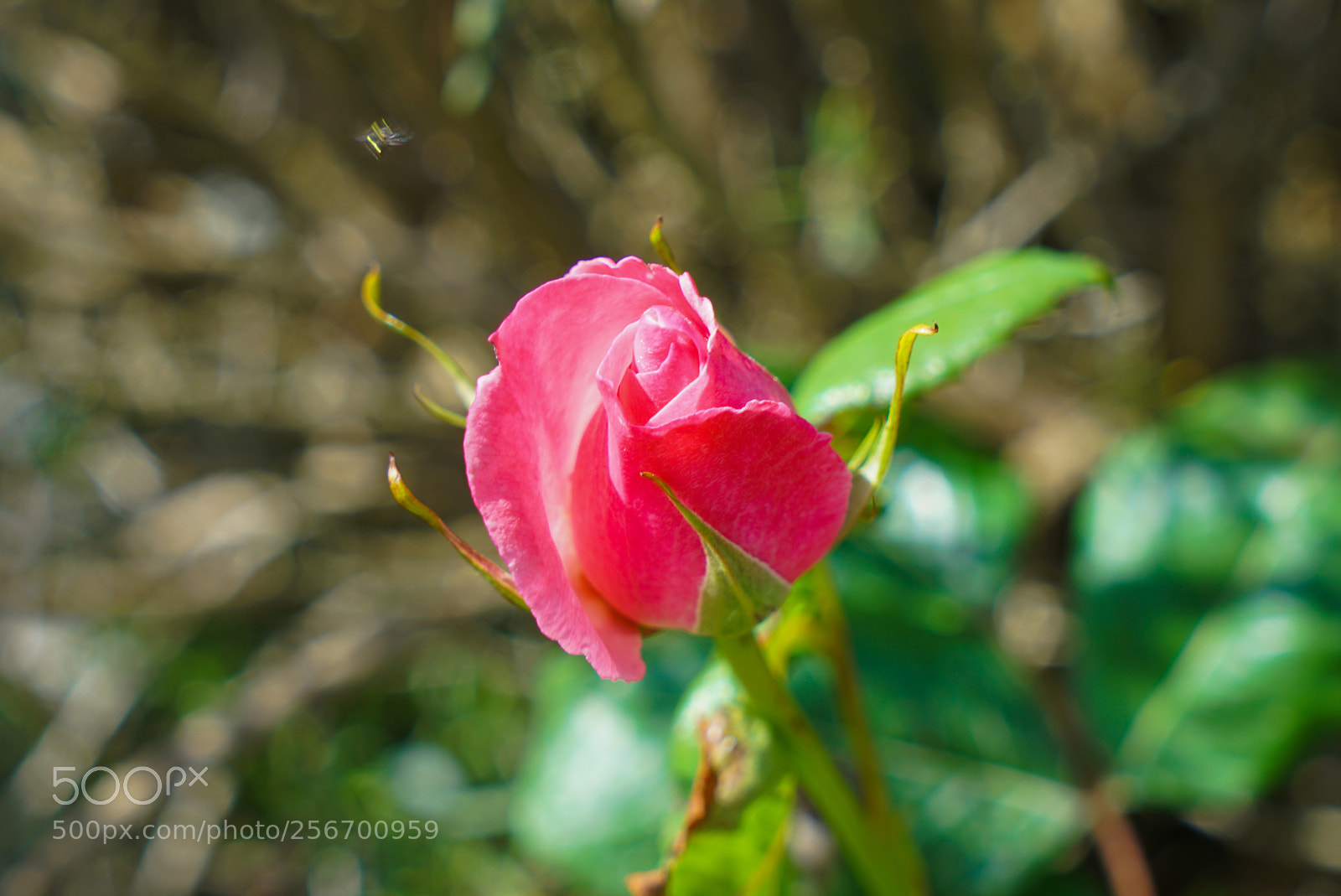 Sony a7R II sample photo. Pink rose photography