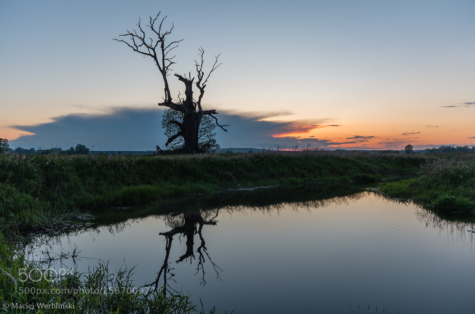 Pentax K-50 sample photo. Old oak and sunset photography