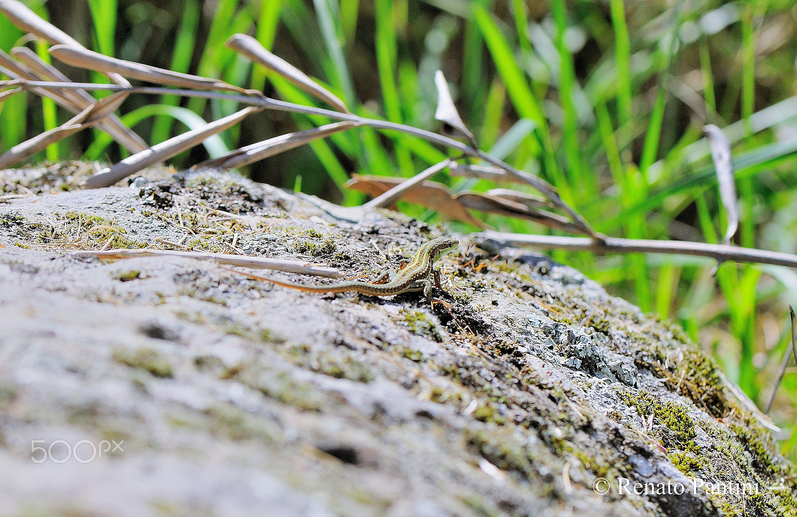 Nikon D300S + Nikon AF-S Micro-Nikkor 105mm F2.8G IF-ED VR sample photo. Small lizard 2 photography