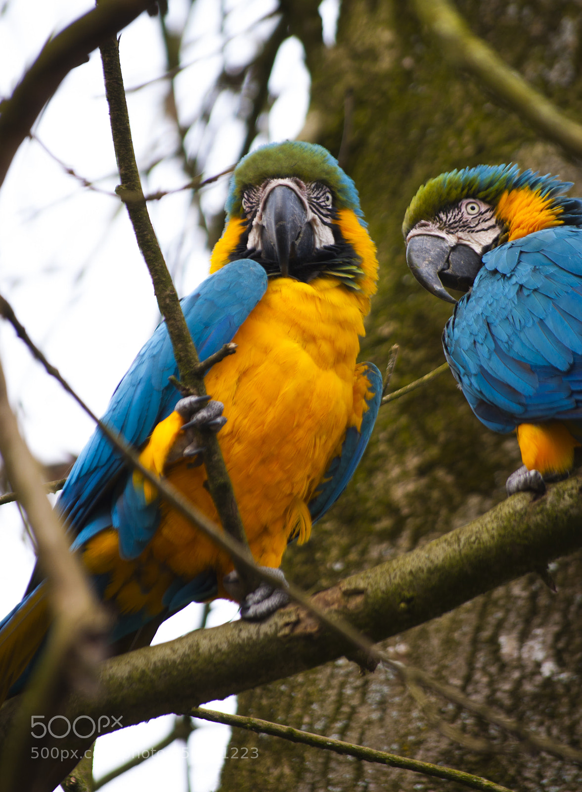 Nikon D5000 sample photo. Pair of colours photography
