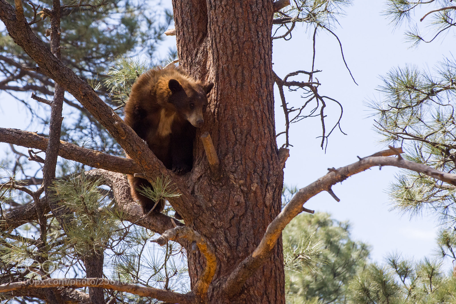Nikon D7200 sample photo. Black bear photography