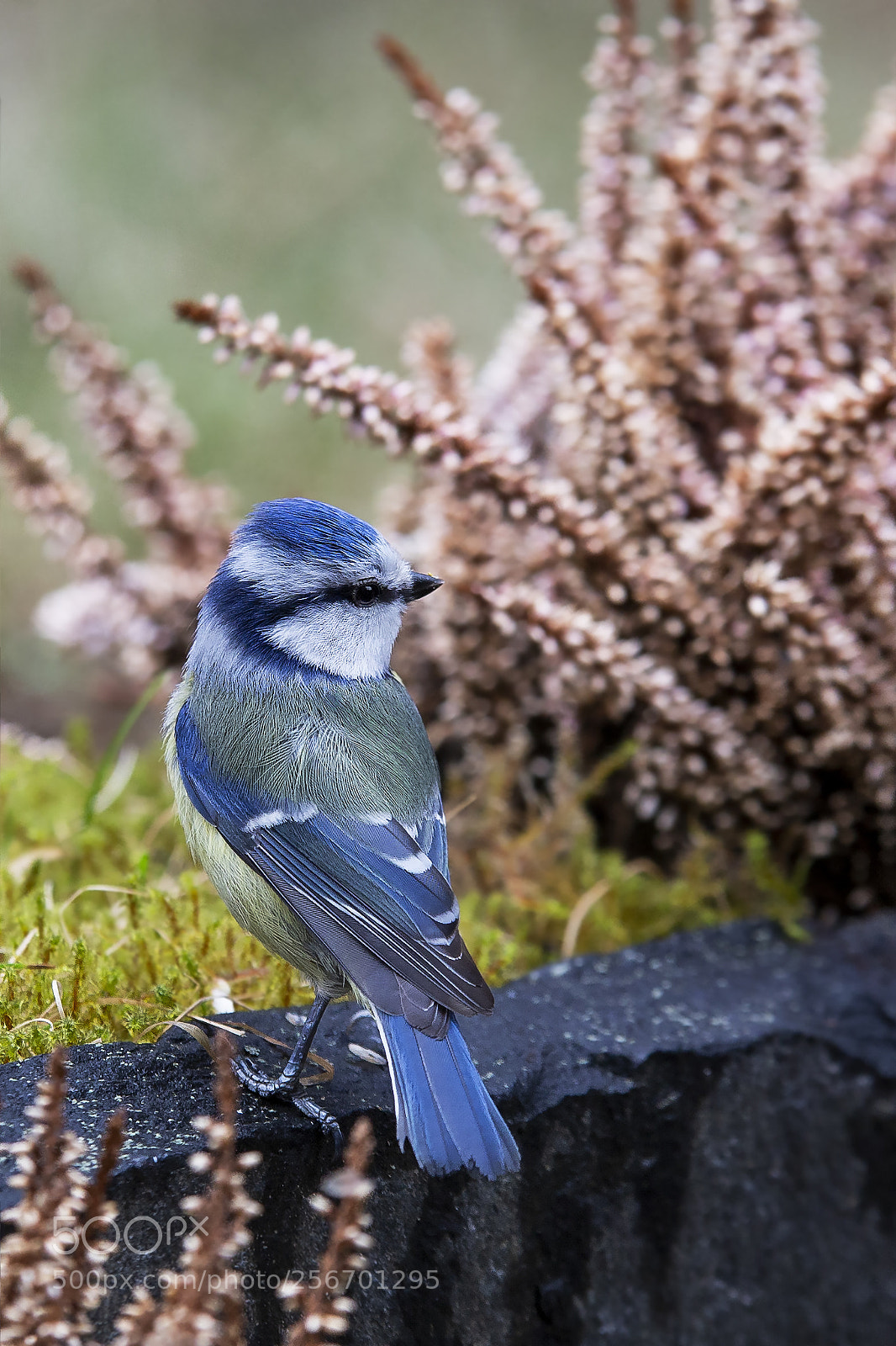 Canon EOS 6D sample photo. Sinitiainen, blue tit photography