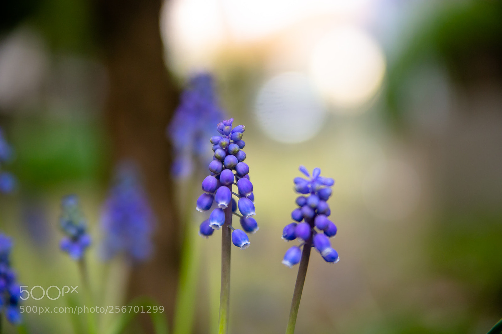 Canon EOS 6D sample photo. Muscari photography
