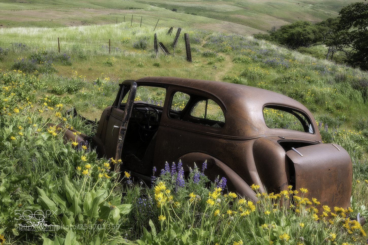 Sony a7R II sample photo. Petals to the metal photography