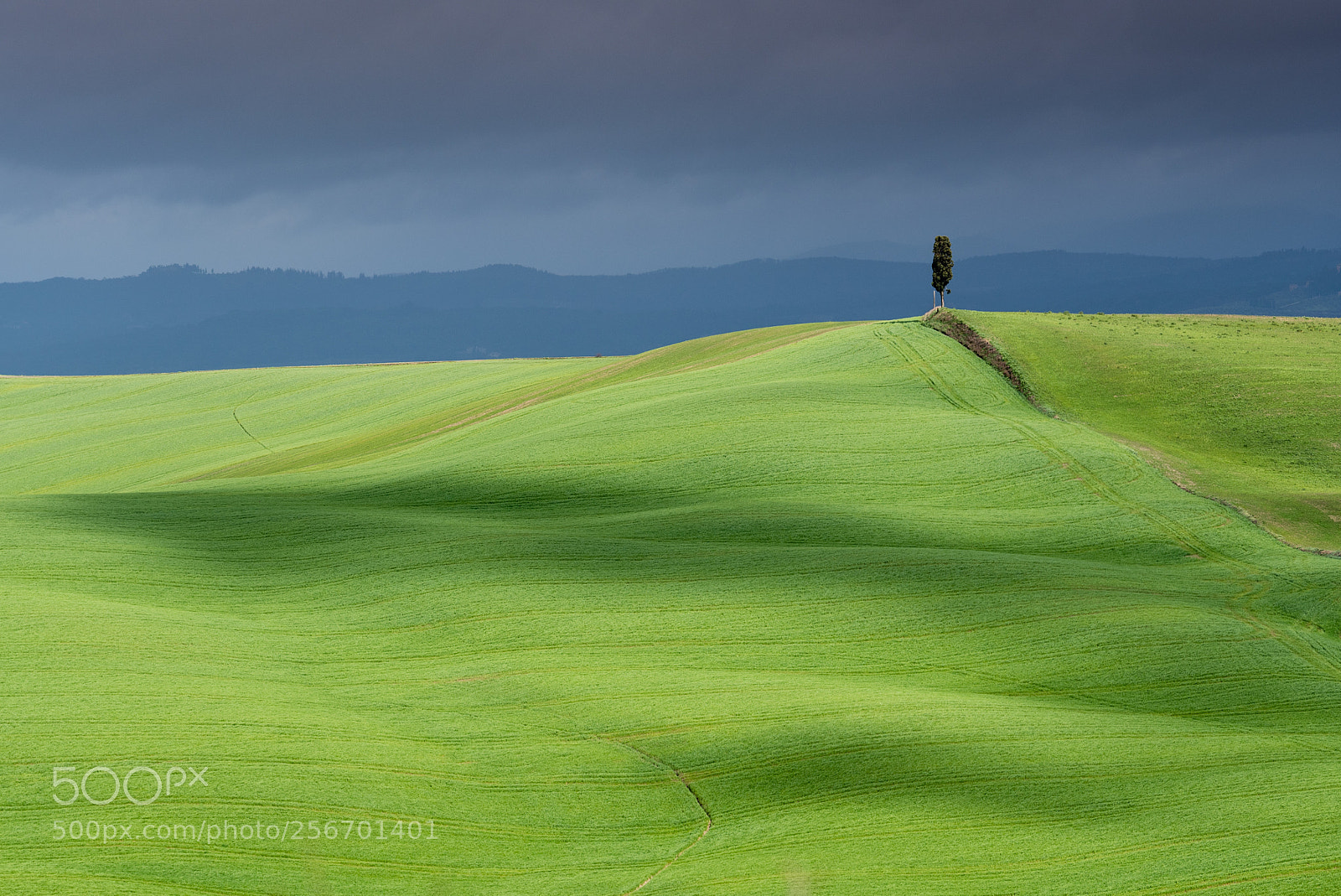 Nikon D750 sample photo. Lonely tree, cypress in photography