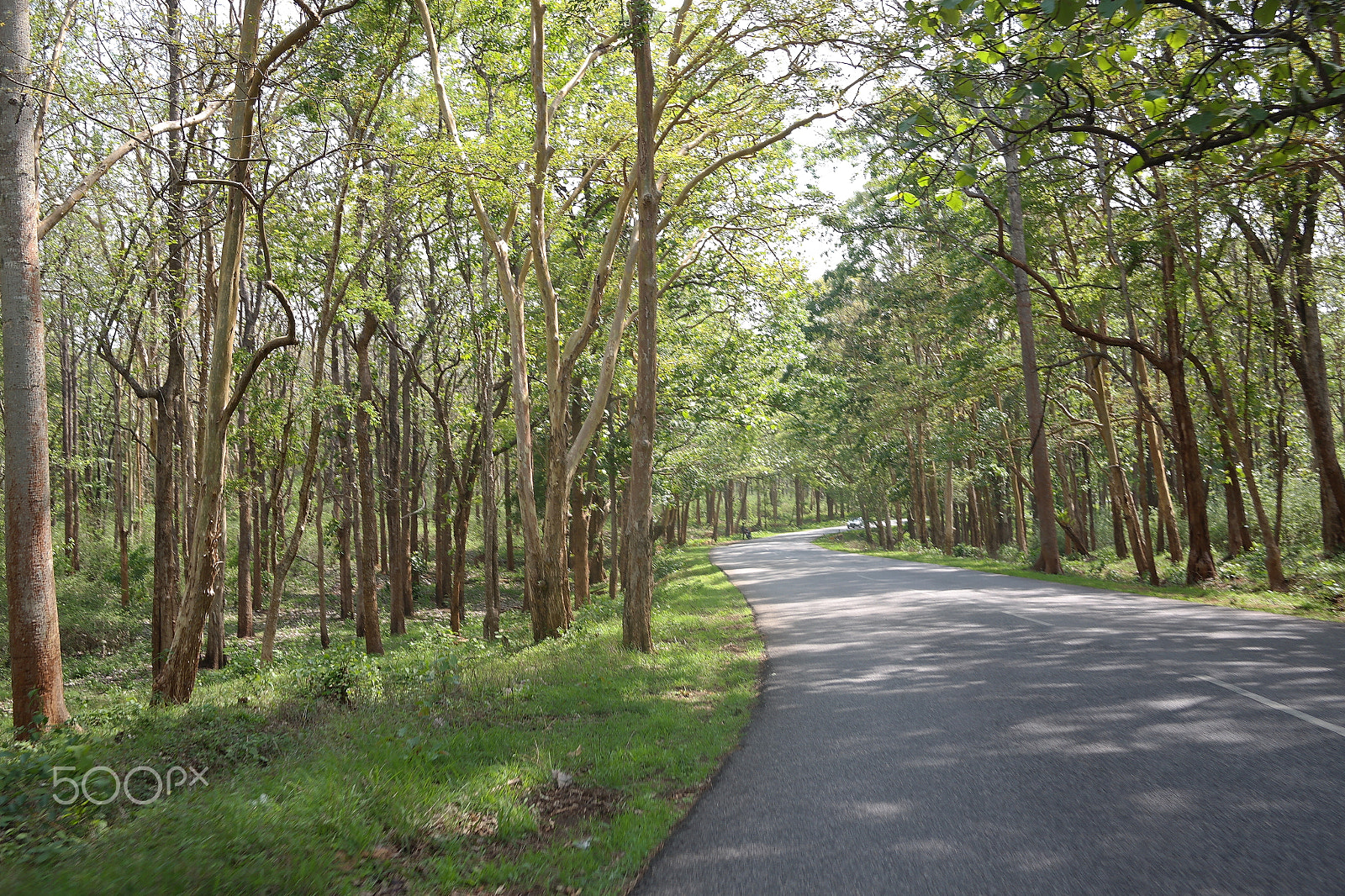 Samsung NX2000 sample photo. Bandipur national park photography