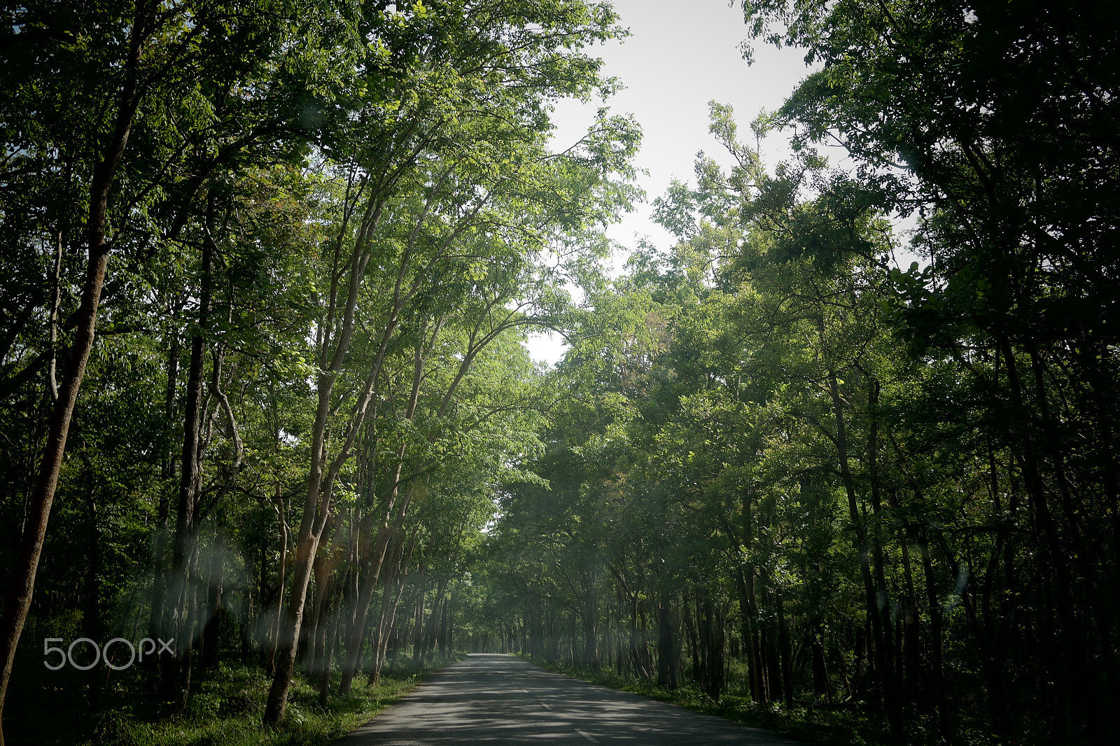 Samsung NX2000 sample photo. Bandipur national park photography