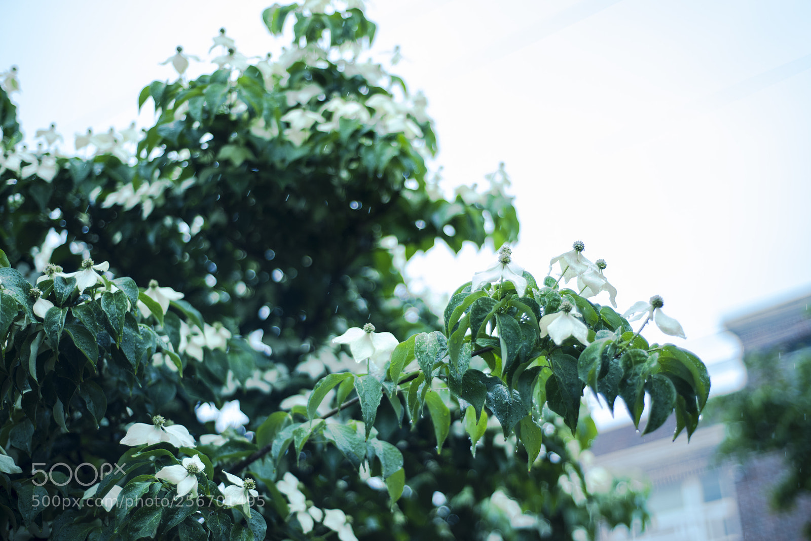 Nikon D810 sample photo. It is raining  no.3 photography