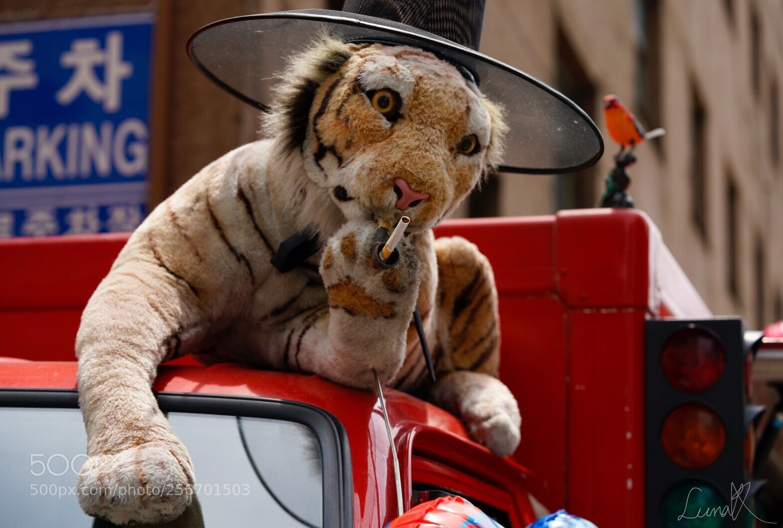 Sony a7R II sample photo. When a tiger smoked photography