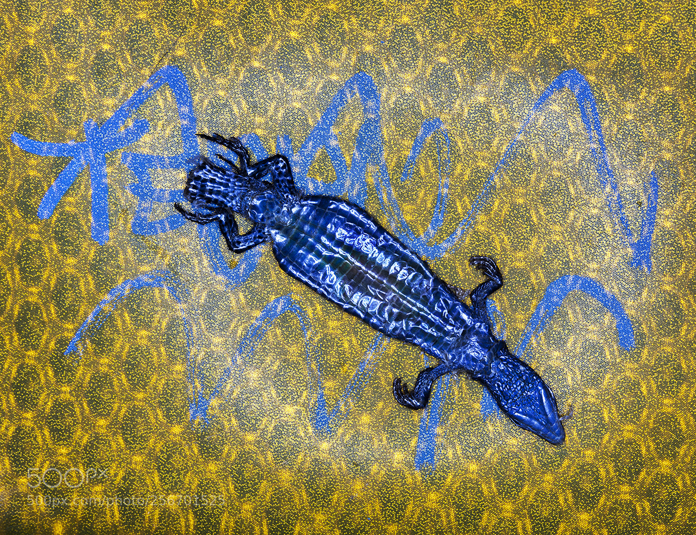 Canon EOS 5D Mark II sample photo. The blue lizard photography