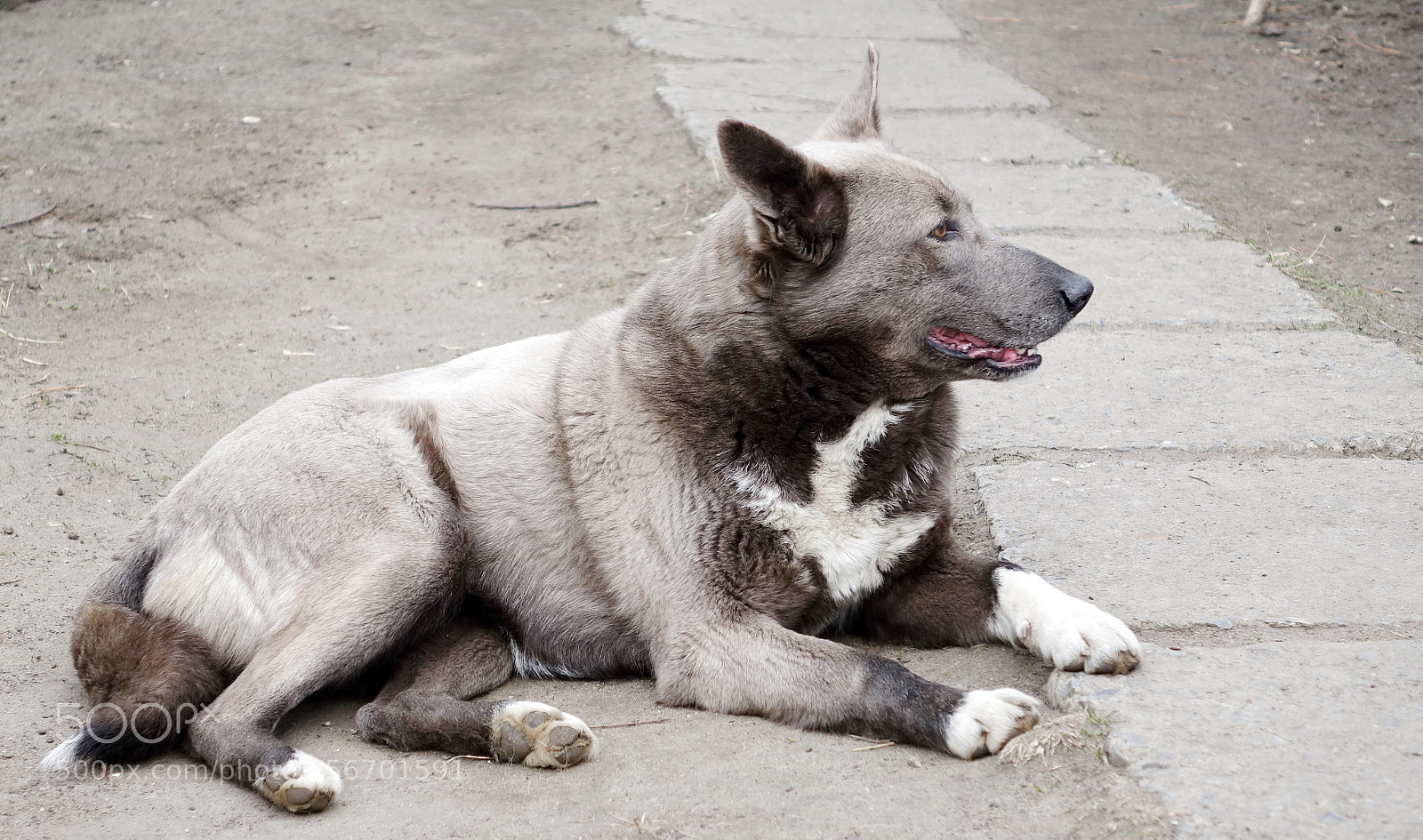 Sony Cyber-shot DSC-RX10 sample photo. Mini wolf 2 photography