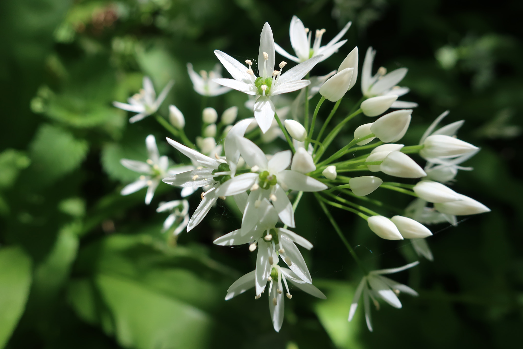 Canon PowerShot G9 X Mark II sample photo. Wild garlic. photography