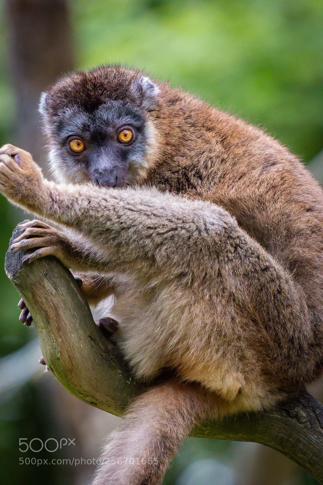 Canon EOS 70D sample photo. Lemur photography