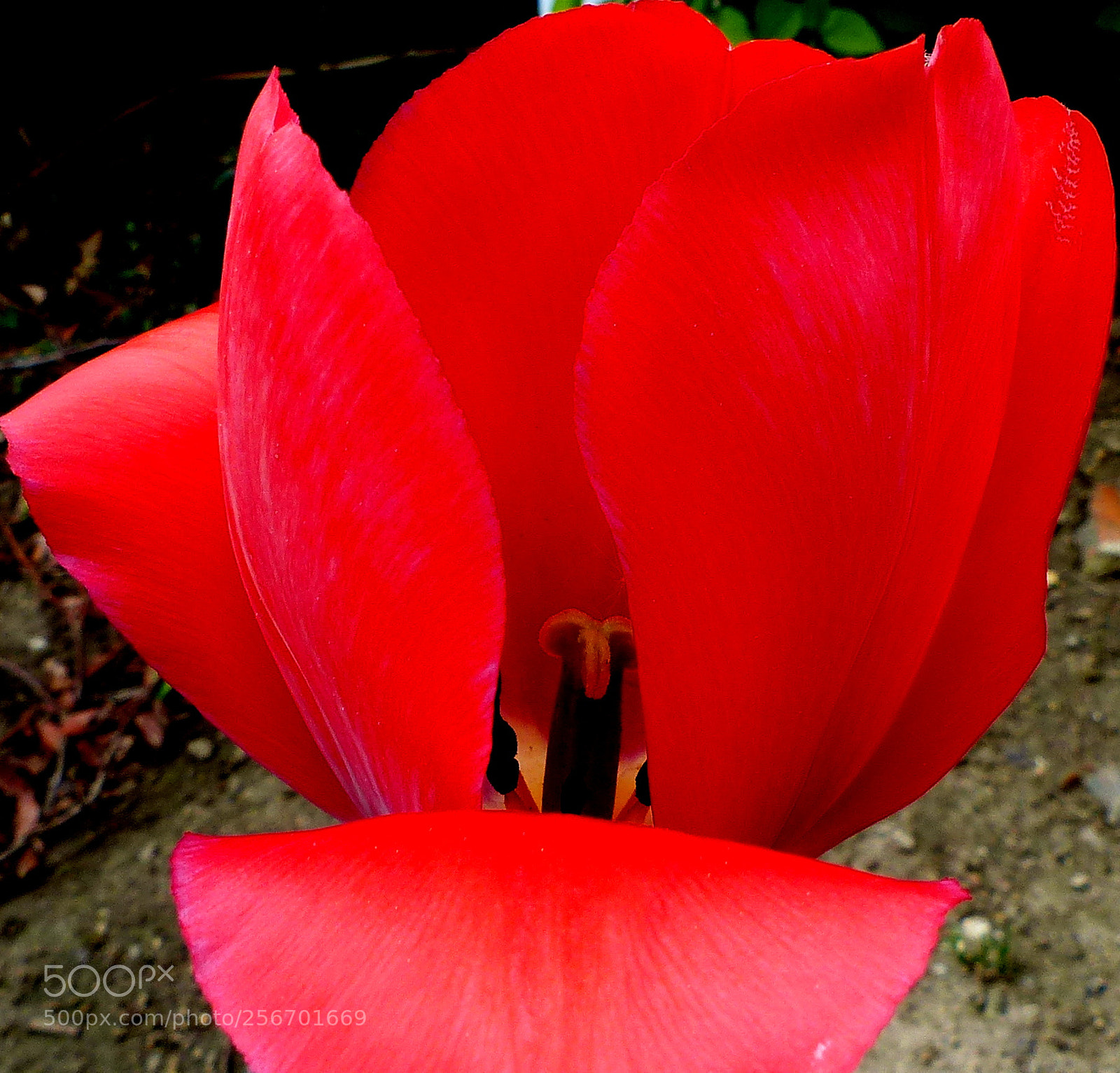 Panasonic Lumix DMC-FZ200 sample photo. Red tulip. photography