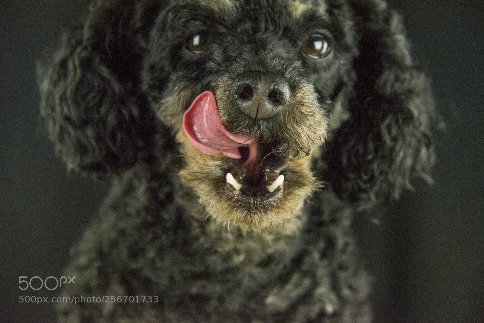 Nikon D750 sample photo. Zwergpudel flocke photography