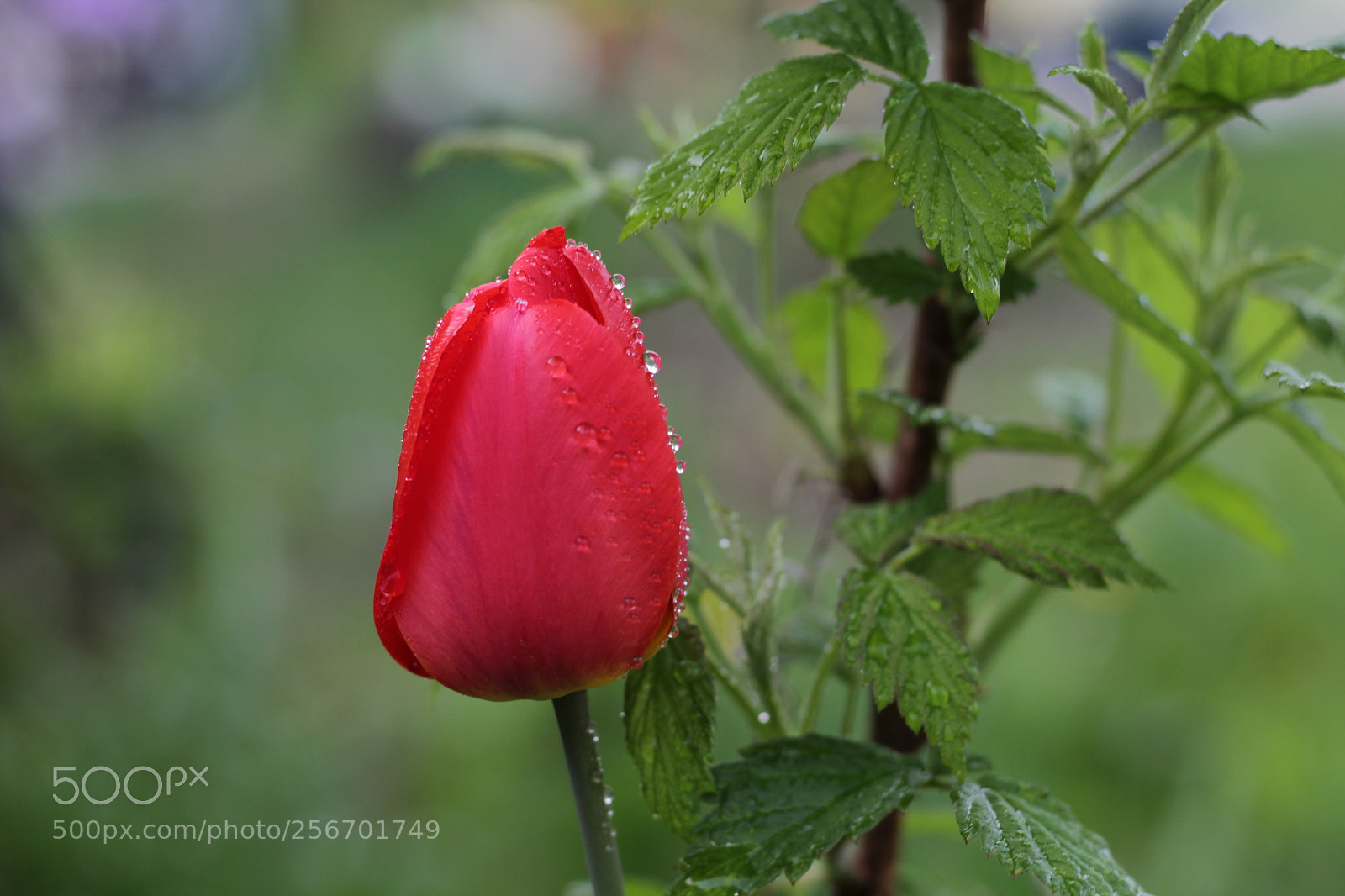 Canon EOS 1200D (EOS Rebel T5 / EOS Kiss X70 / EOS Hi) + Canon EF 50mm F1.8 STM sample photo. Red tulip and raspberry photography