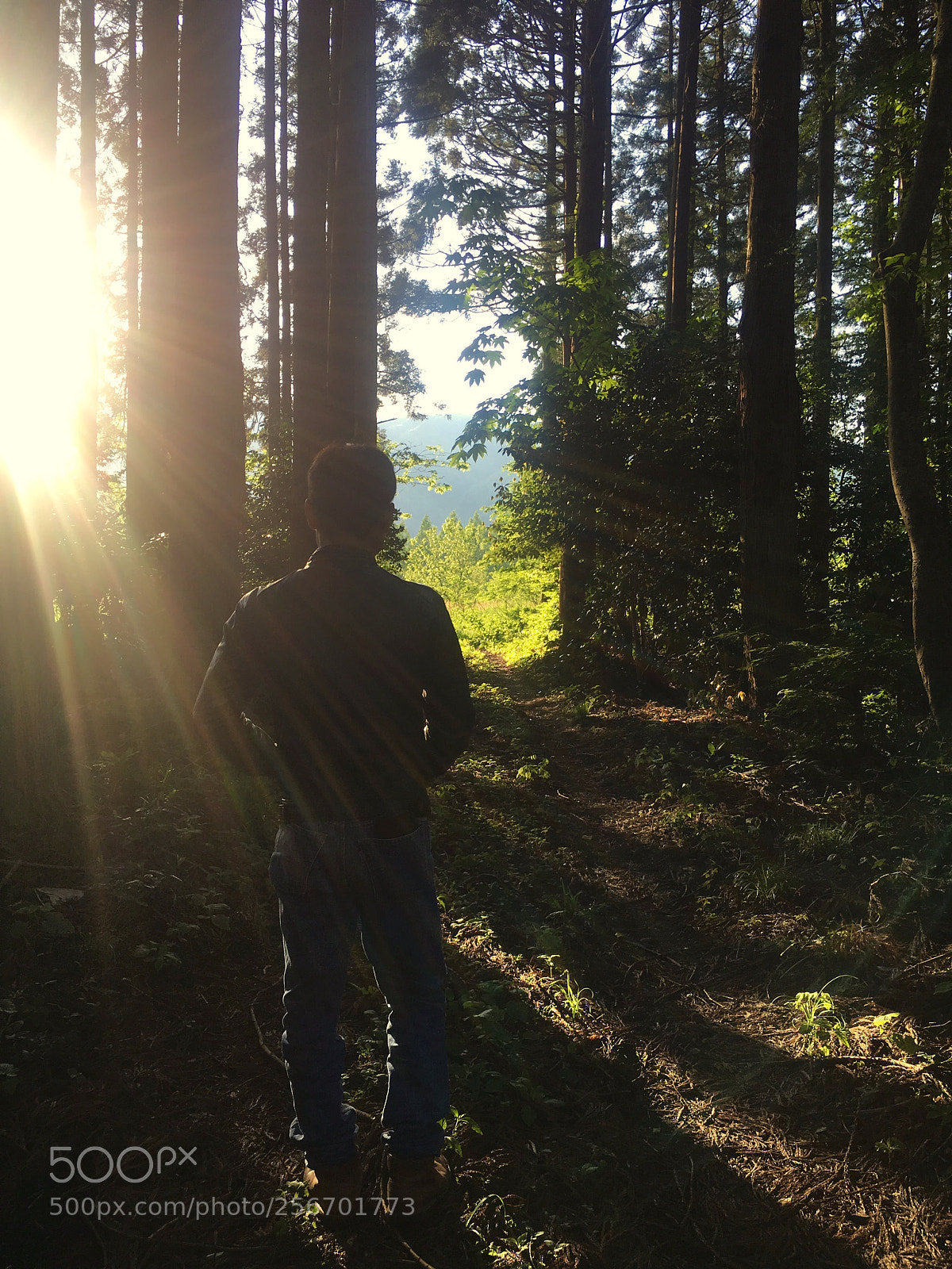 Apple iPhone 6s sample photo. Forest walks photography