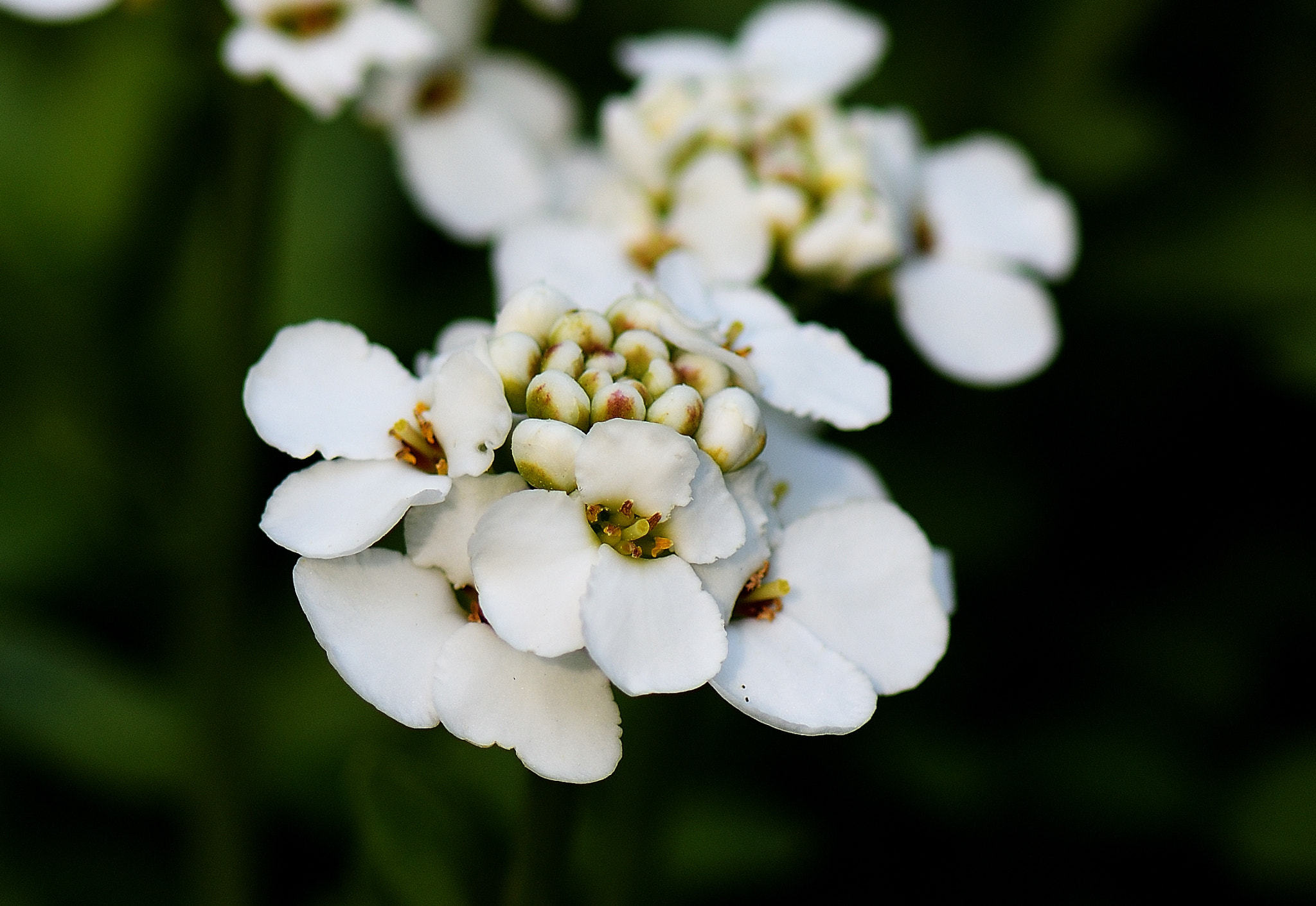 Nikon AF-S Micro-Nikkor 105mm F2.8G IF-ED VR sample photo. Garten_1 photography