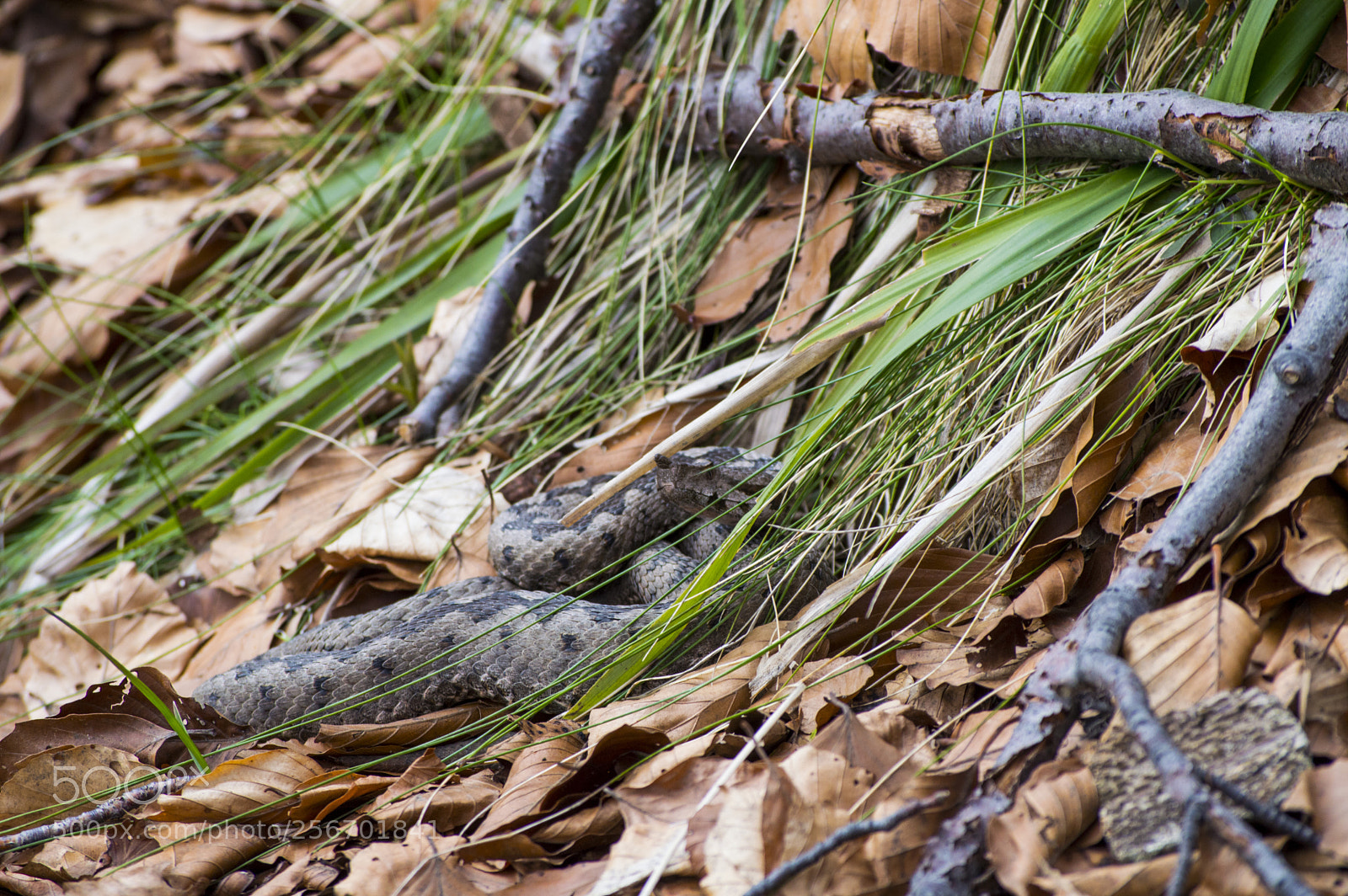 Nikon D3200 sample photo. Hide and seek photography