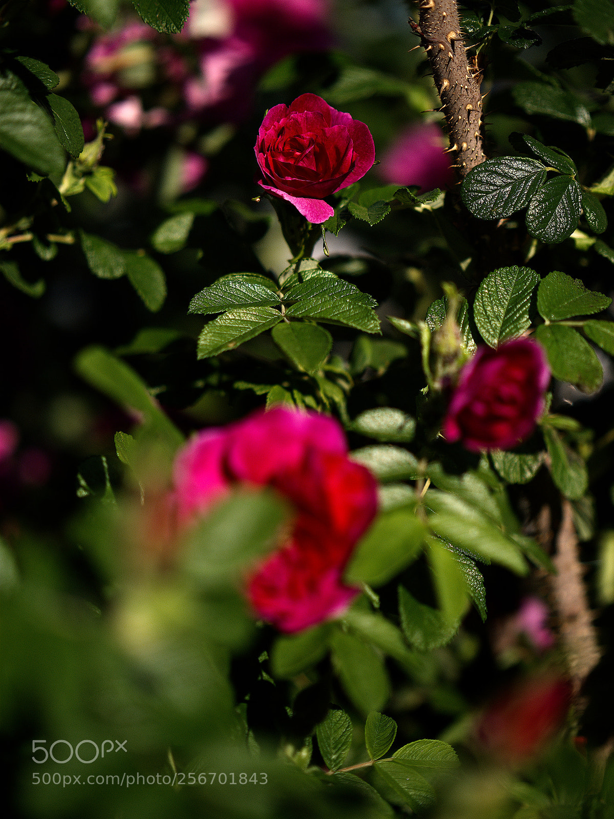 Panasonic Lumix DC-GH5 sample photo. Le printemps dans la photography