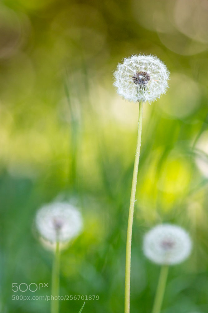Canon EOS 70D sample photo. Dandelion photography