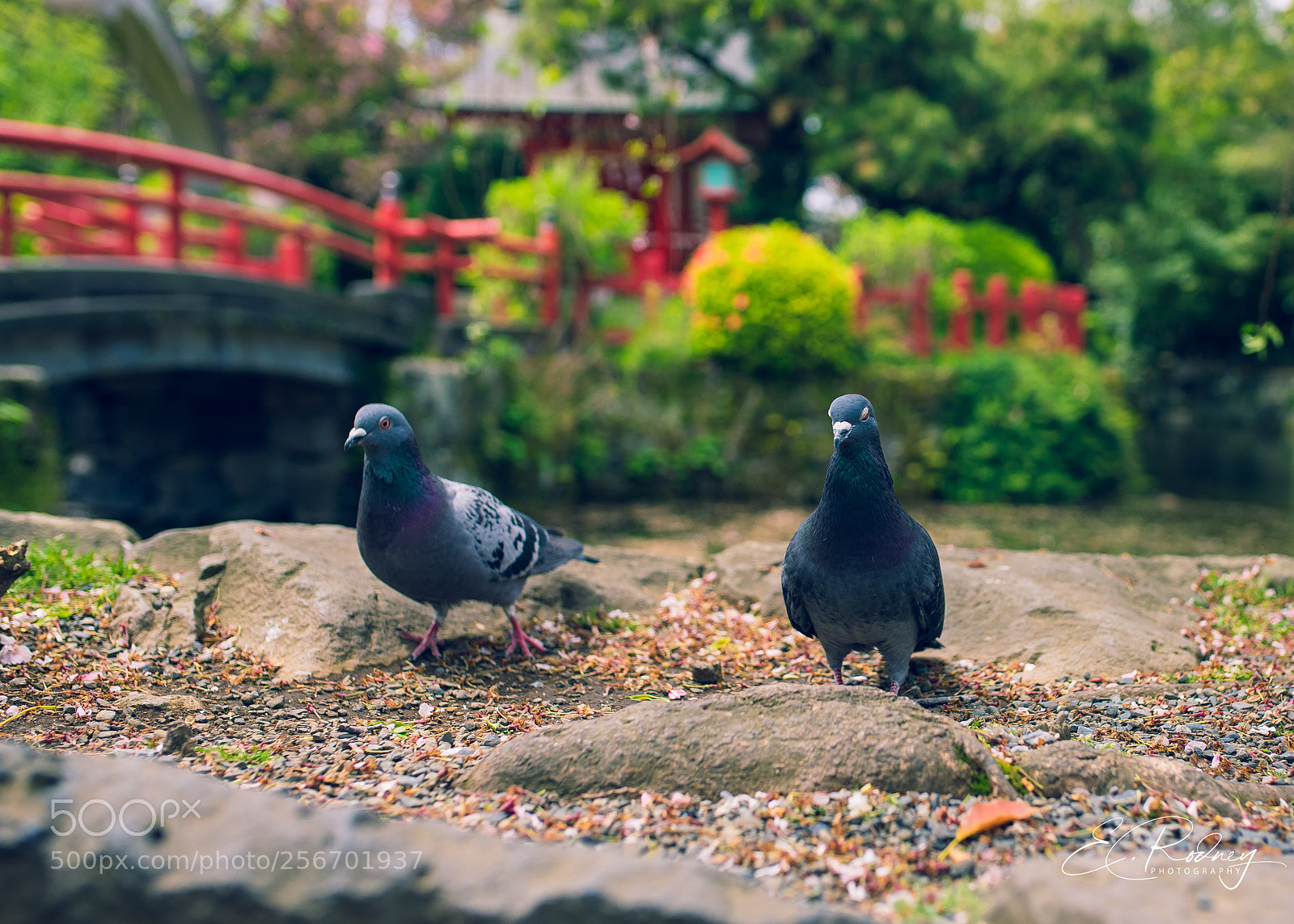 Sony a7 II sample photo. Bcfo photography
