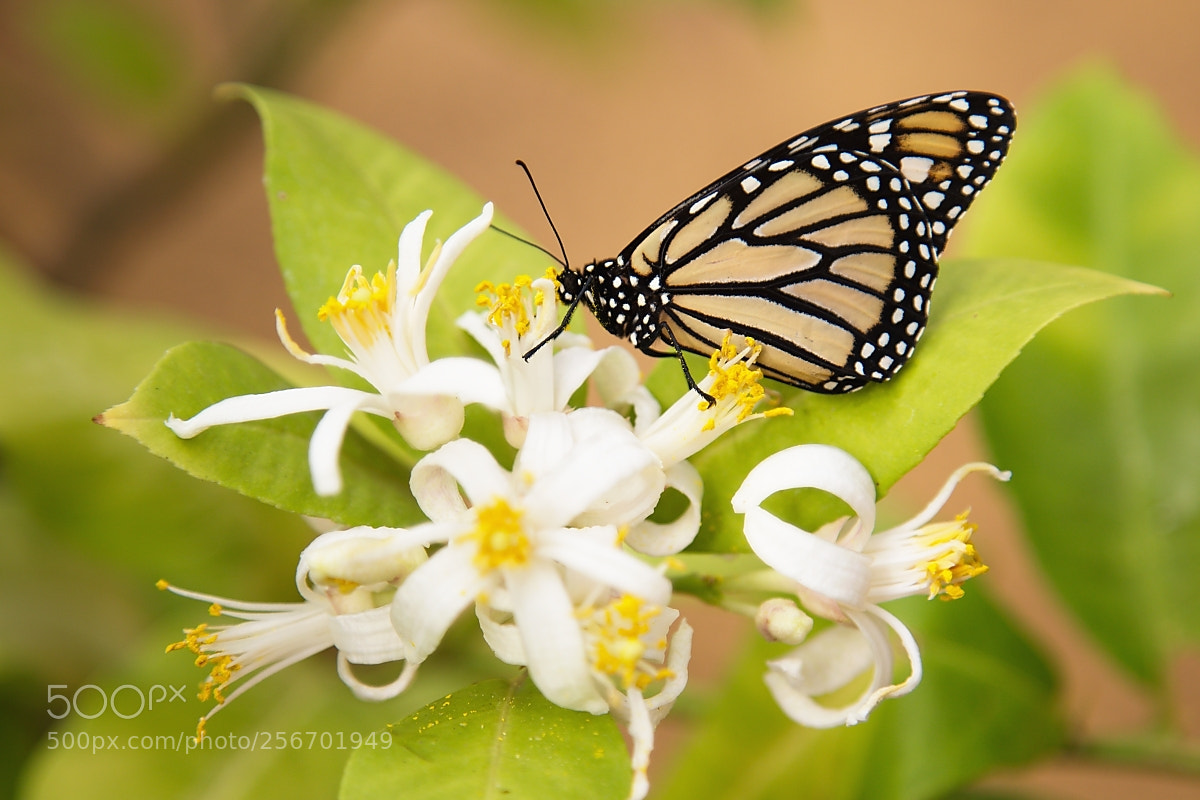 Canon EOS 6D sample photo. Danaus plexippus photography
