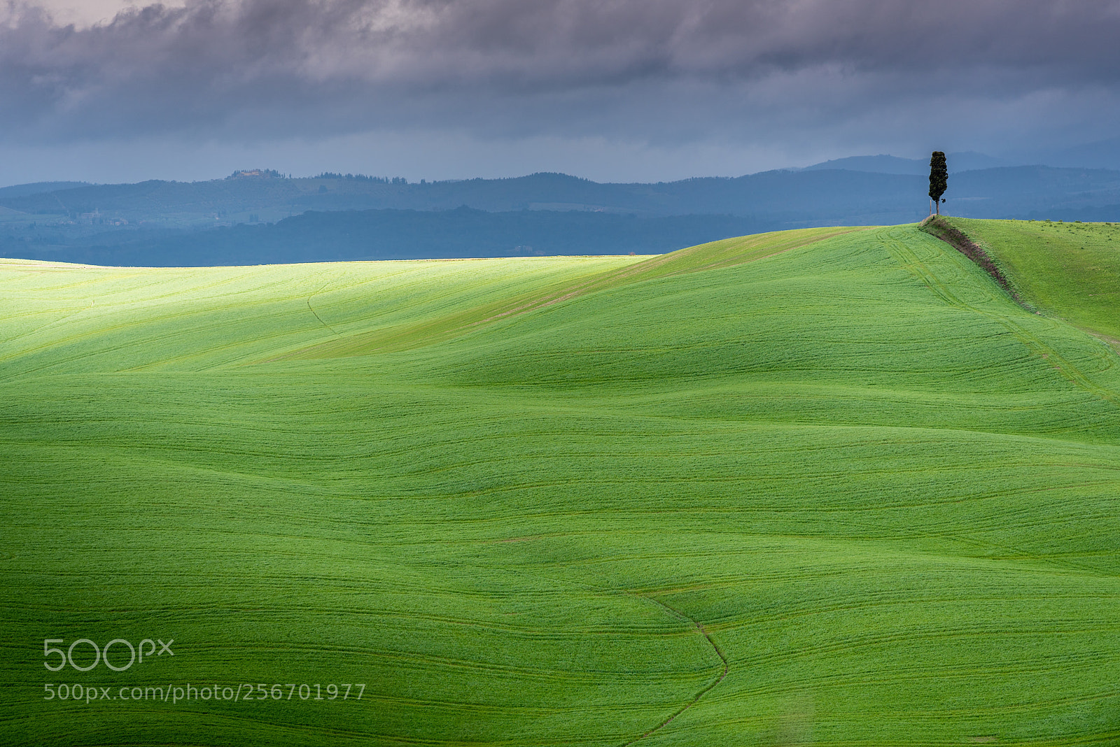 Nikon D750 sample photo. Lonely tree, cypress in photography