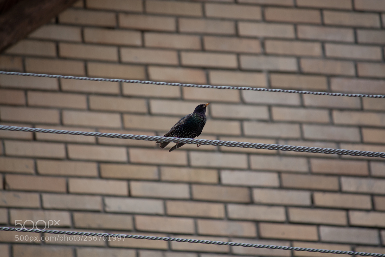 Canon EOS 450D (EOS Rebel XSi / EOS Kiss X2) sample photo. Small black bird photography