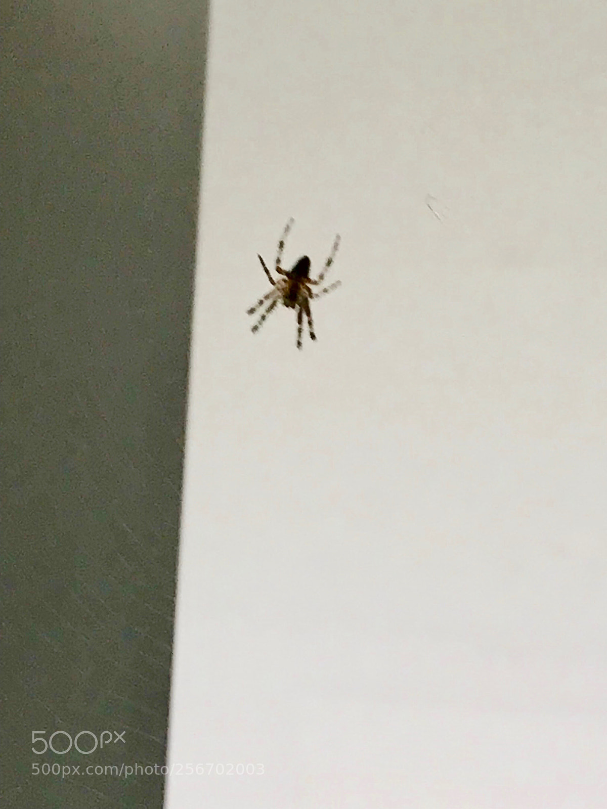 Apple iPhone 7 Plus sample photo. A spider at my photography