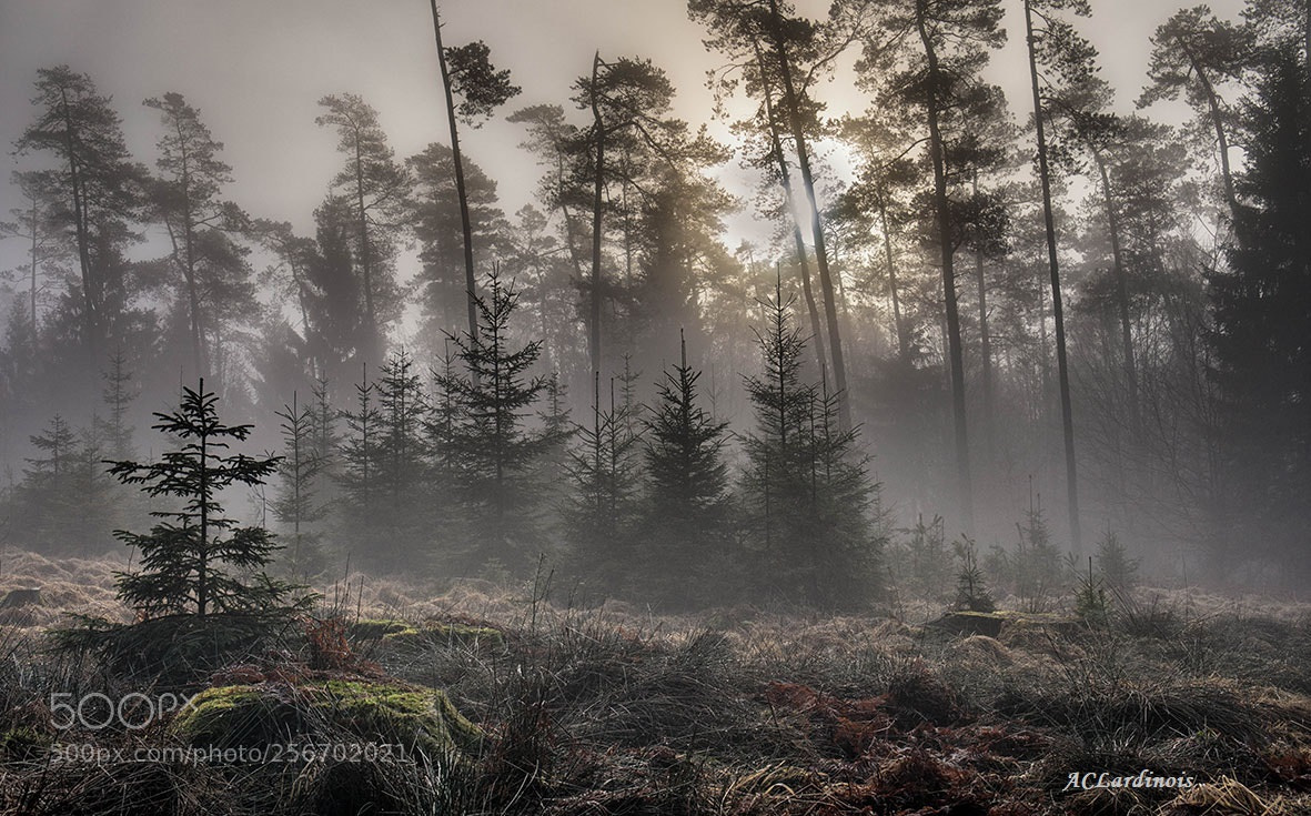 Canon EOS 5D Mark IV sample photo. Forêt voilée photography