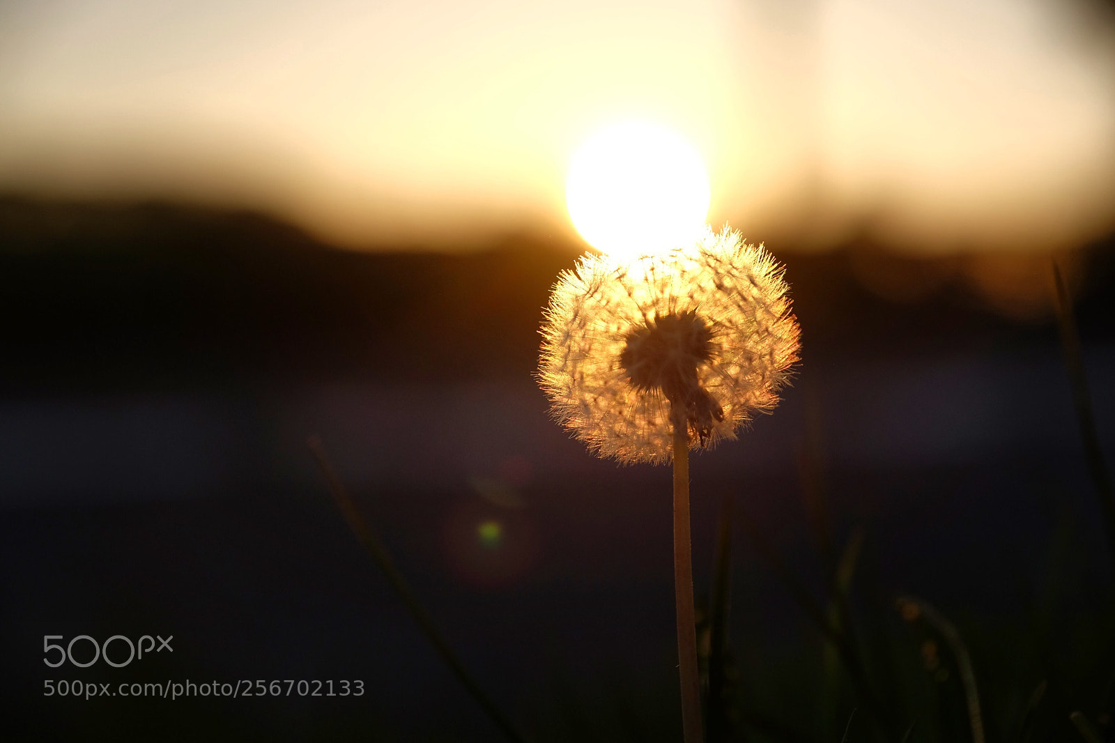 Fujifilm X-T1 sample photo. Sun kissed  photography