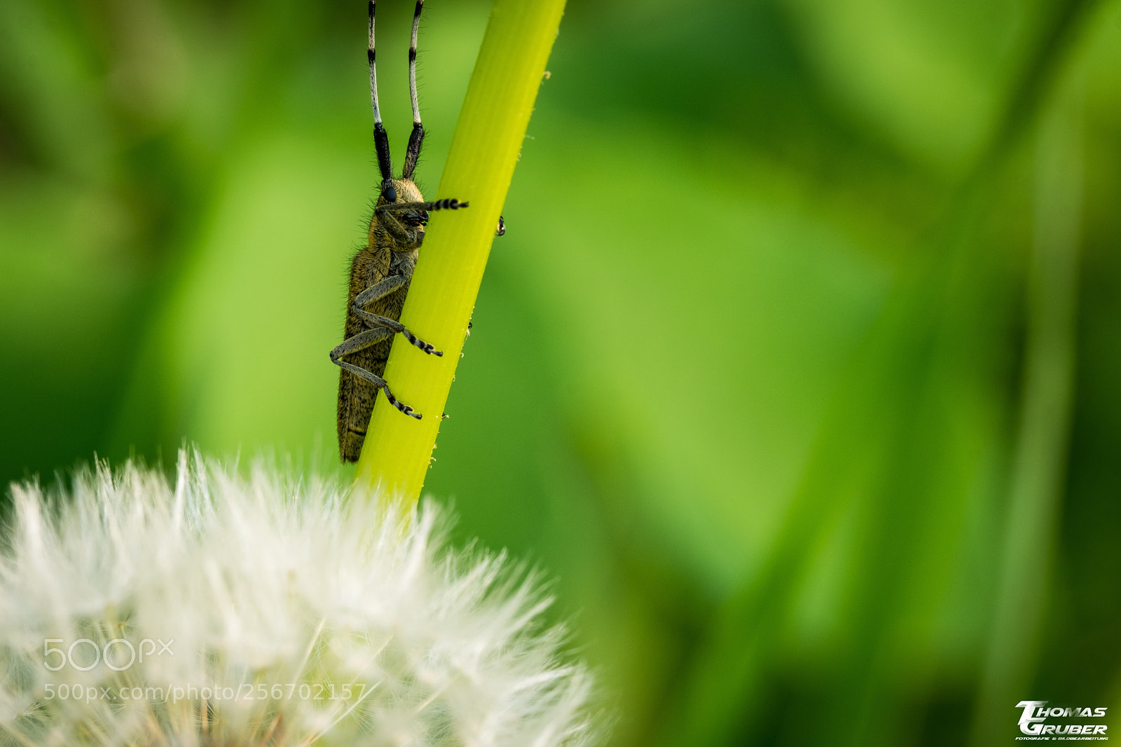 Fujifilm X-T2 sample photo. Großer pappelbock photography