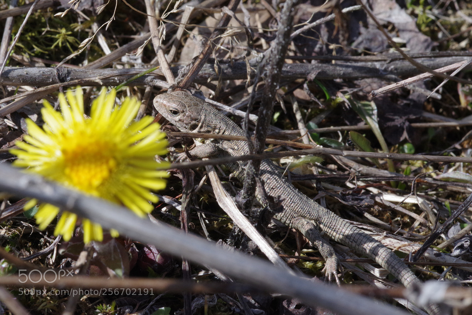 Pentax K-1 sample photo. Flower power photography