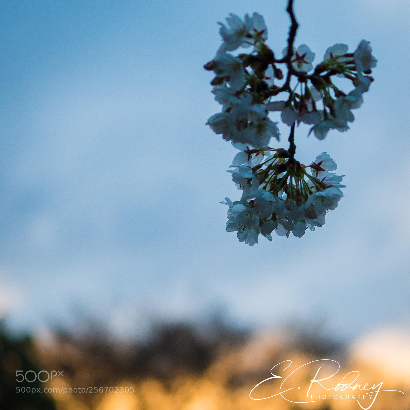 Sony a7 II sample photo. Fcc o photography