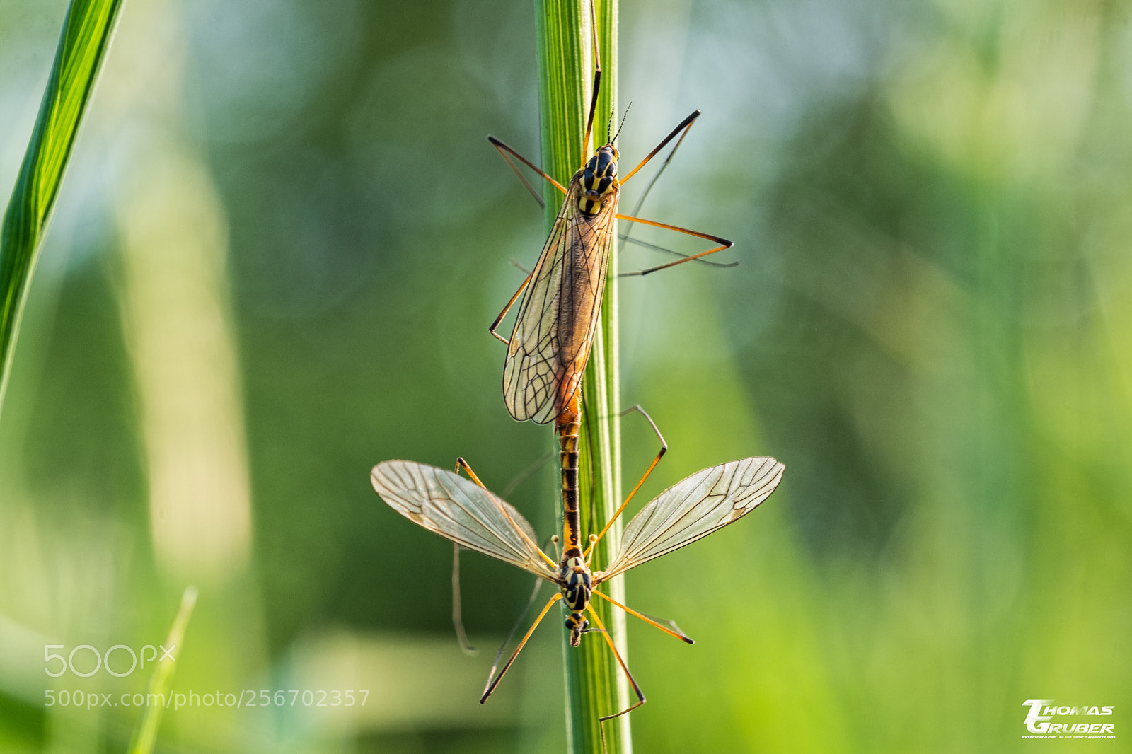 Fujifilm X-T2 sample photo. Tigerschraken paarung photography