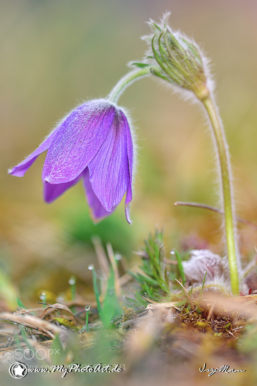 Nikon D800 sample photo. Blume photography