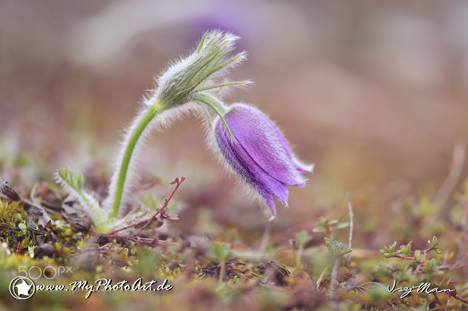 Nikon D800 sample photo. Blume photography