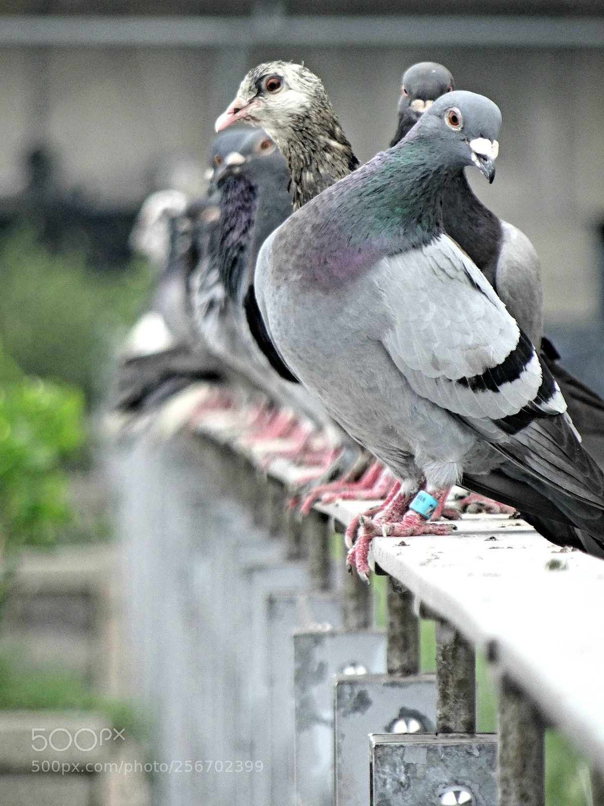 Sony Cyber-shot DSC-HX50V sample photo. Pigeon photography