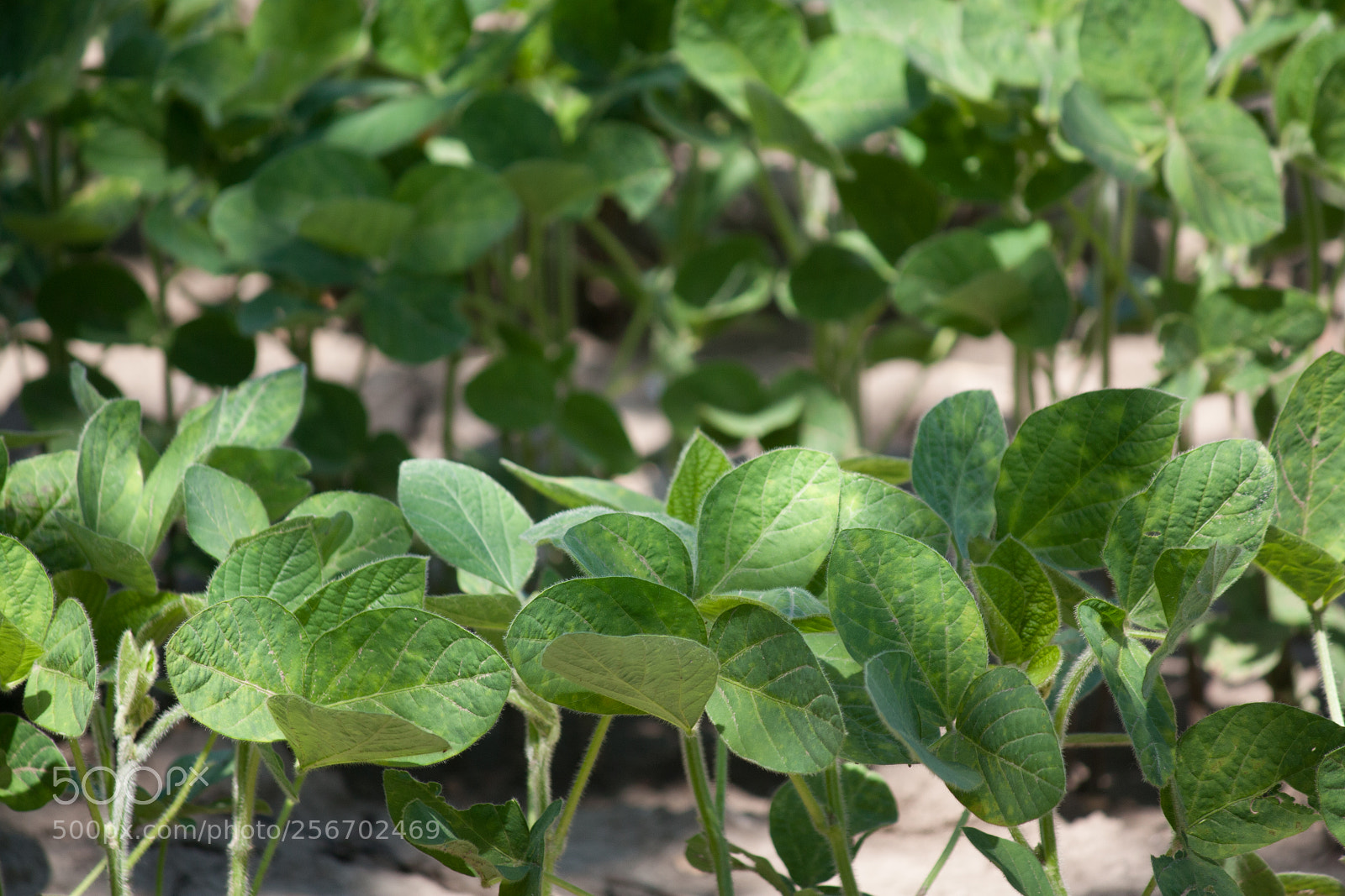 Canon EOS 450D (EOS Rebel XSi / EOS Kiss X2) sample photo. Young soybeans photography
