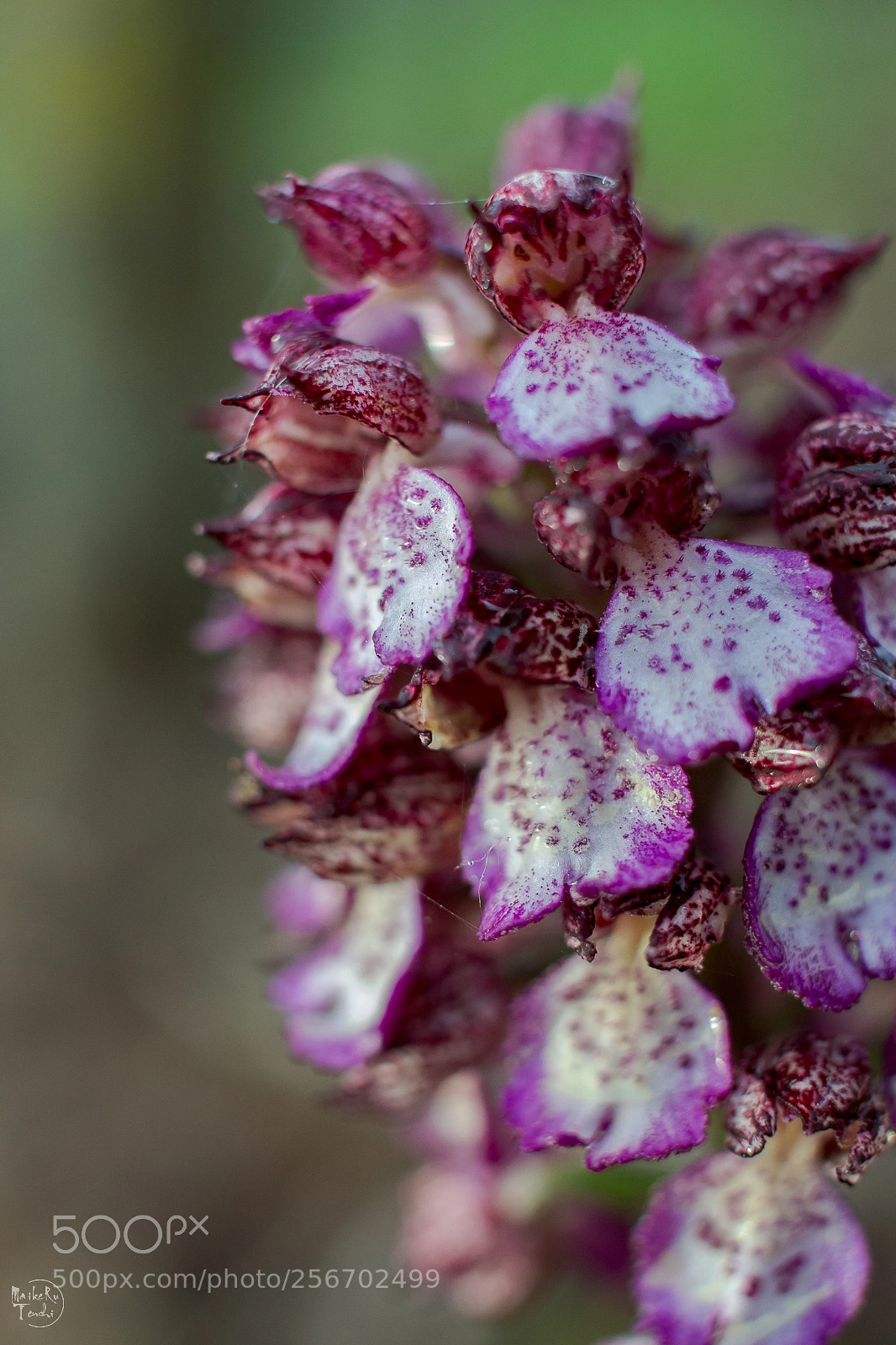 Nikon D3100 sample photo. Orch1 photography