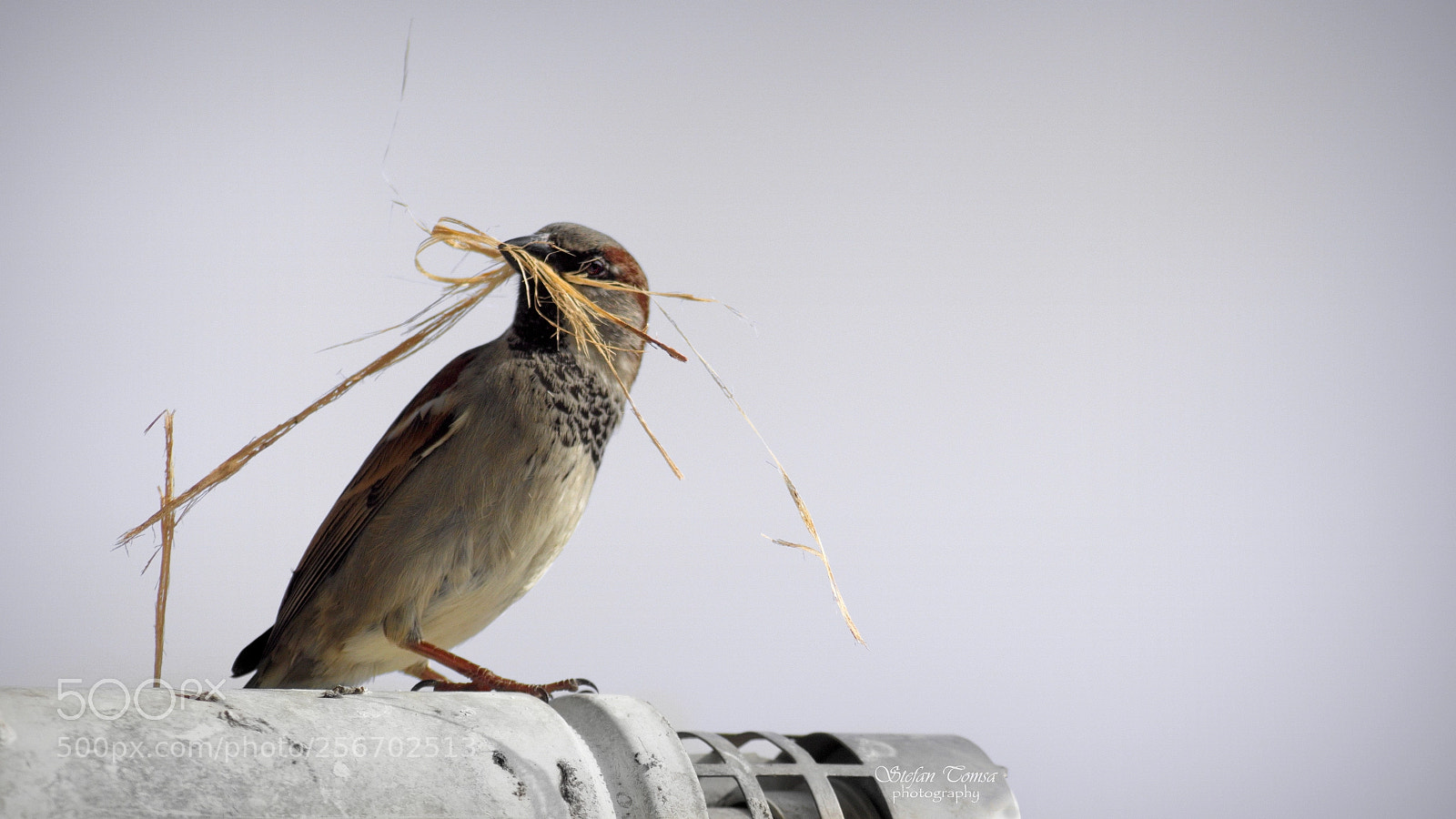 Nikon D5500 sample photo. May i come in photography