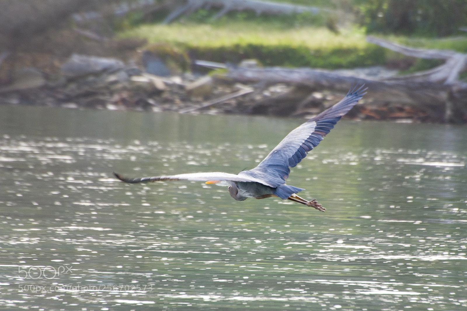 Nikon D7200 sample photo. Gliding heron photography