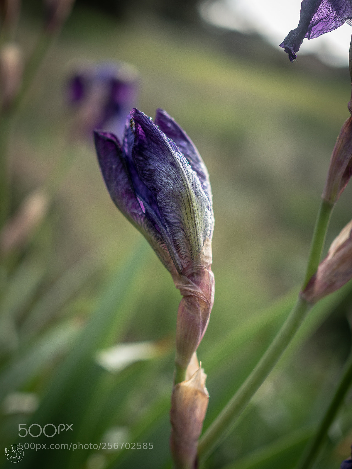 Olympus OM-D E-M5 II sample photo. Tlp photography